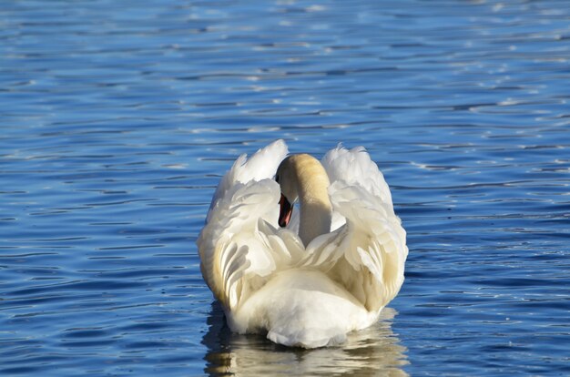 美しい休息の形で湖を泳ぐ白い白鳥
