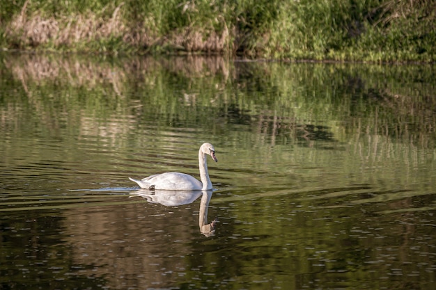 White swan swimming in the lake with a reflection
