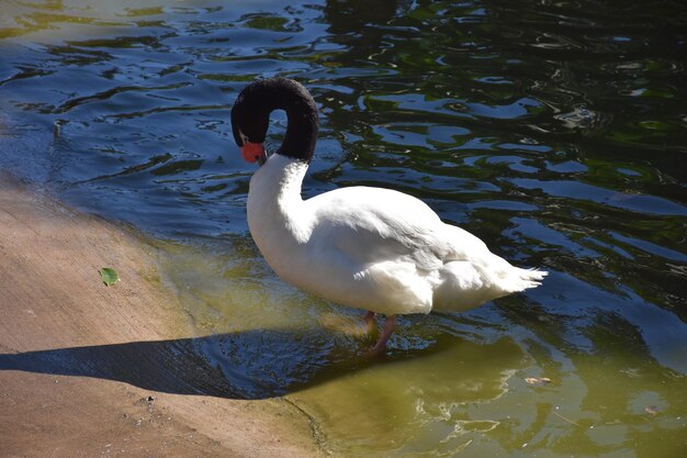 White swan with black neck standing in very shallow water.