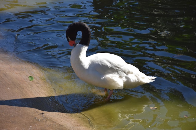 White swan with black neck standing in very shallow water.
