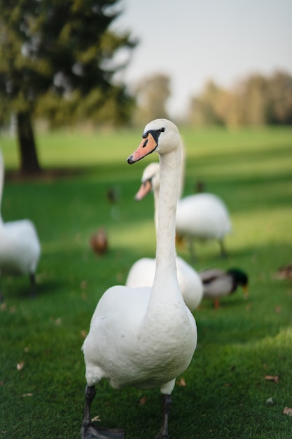 White swans resting on the green grass in the park.