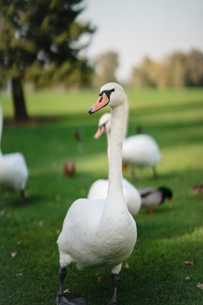 White swans resting on the green grass in the park.