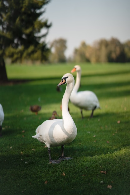 White swans resting on the green grass in the park
