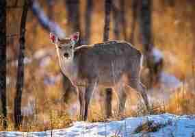 Free photo white-tailed deer on a snowy field forest