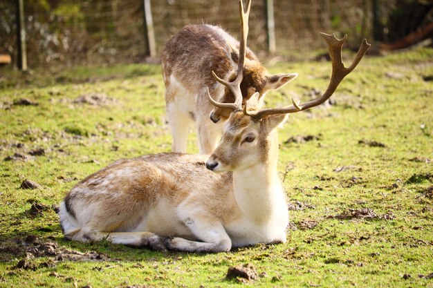 White-tailed deers in a field surrounded by greenery under the sunlight