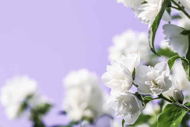 White terry jasmine flower petals on a pale pink background macro flowers backdrop