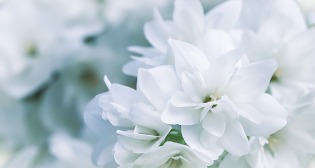 White terry jasmine flowers in the garden floral background