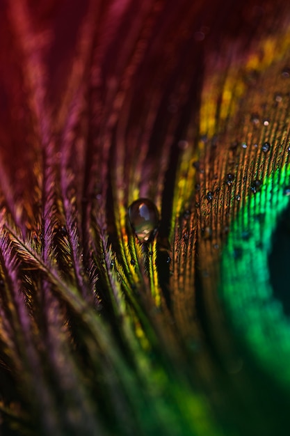 White transparent water drop on the peacock plumage