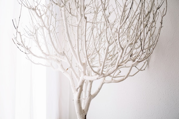 Foto gratuita albero bianco