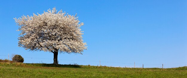 white tree