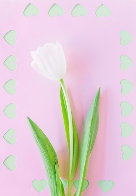 Free photo white tulip branch with cut hearts on paper