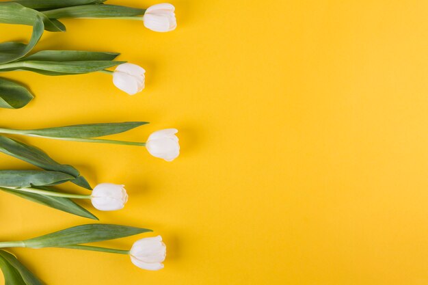 黄色のテーブルに白いチューリップの花