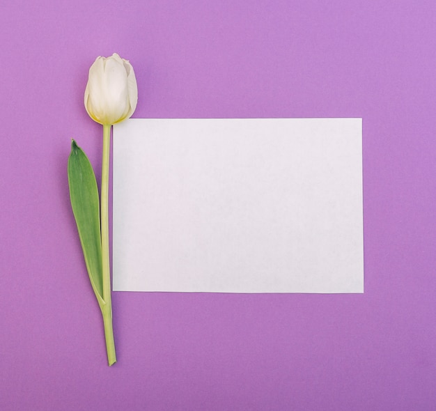 White tulip with blank white paper on purple backdrop