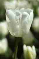 Free photo white tulip