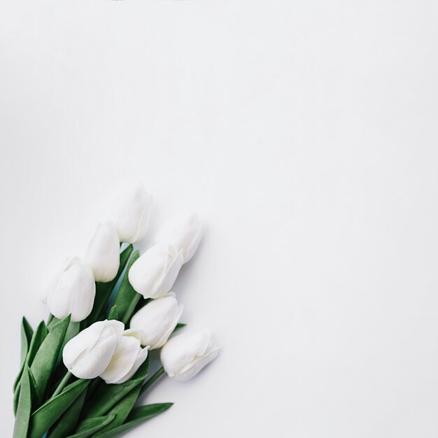 흰색 배경에 흰색 튤립 꽃다발