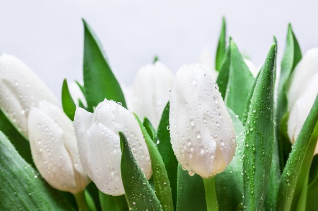 White tulips with snow