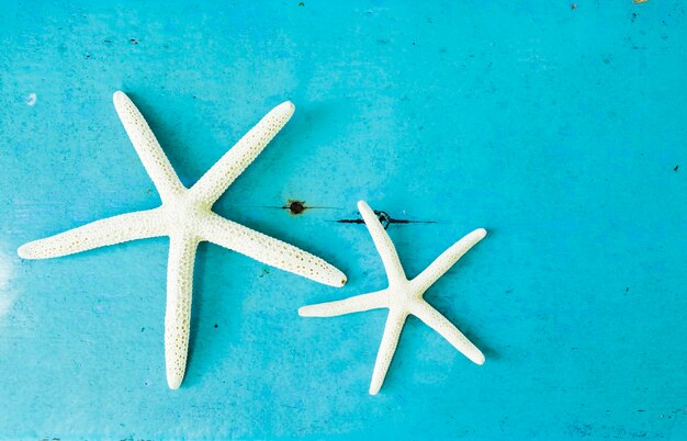 White two starfish on turquoise background