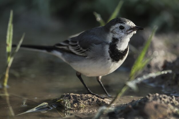 Белая трясогузка Motacilla alba, Мальта, Средиземноморье