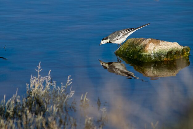 White wagtail on a stone checking out and fighting against its own reflection in water