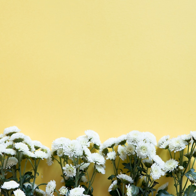 Free photo white wildflowers on bottom of yellow background