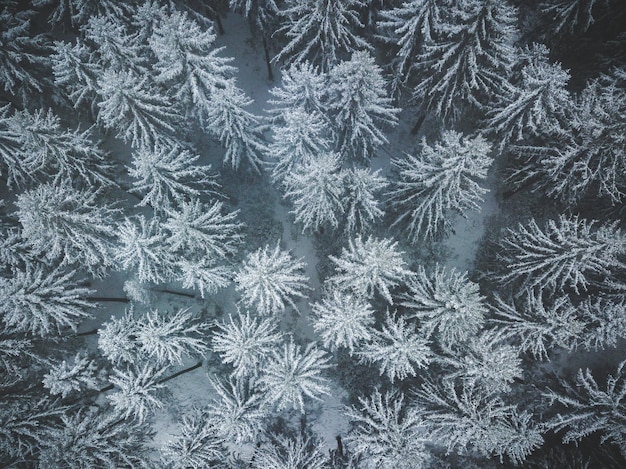 Бесплатное фото Белый зимний лес сверху