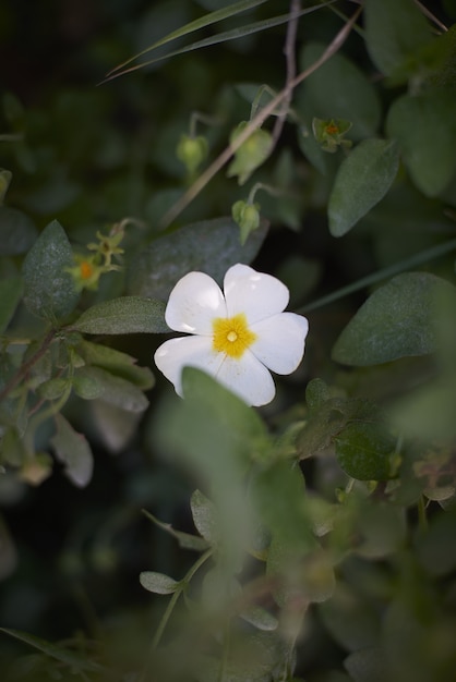 white and yellow Cinquefoil surrounded by greenery with a blurry background