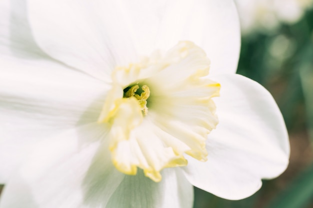 White and yellow daffodil flower in spring