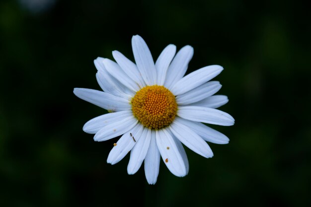 White and yellow flower in a dark background
