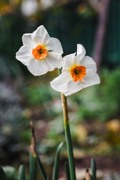 틸트 시프트 렌즈의 흰색과 노란색 꽃