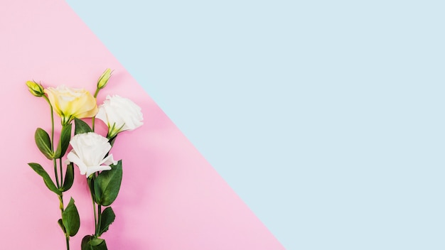 White and yellow flowers on dual pink and blue background