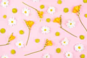 Free photo white and yellow flowers on pink background