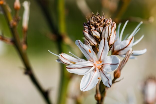 白と黄色の夏のツルボランの花が咲き、つぼみが開くのを待っています。