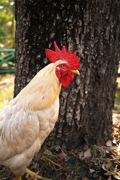 Foto gratuita bianco giovane gallo agricoltura interni