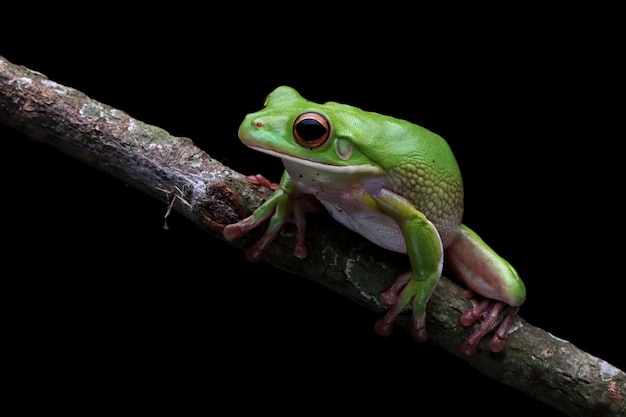 나뭇가지에 Whitelipped 청개구리 Litoria infrafrenata