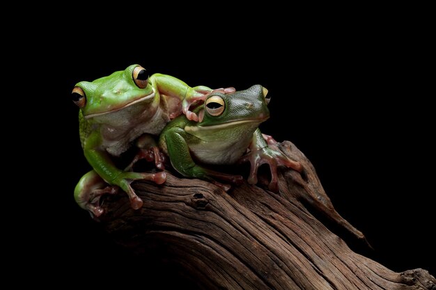 whitelipped tree frog Litoria infrafrenata closeup on wood