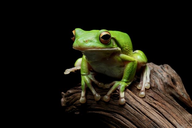 whitelipped tree frog Litoria infrafrenata closeup on wood