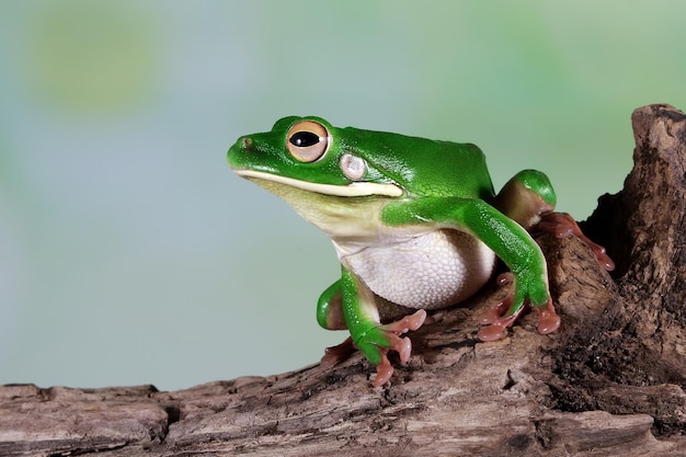 Primo piano della raganella dalle labbra bianche litoria infrafrenata