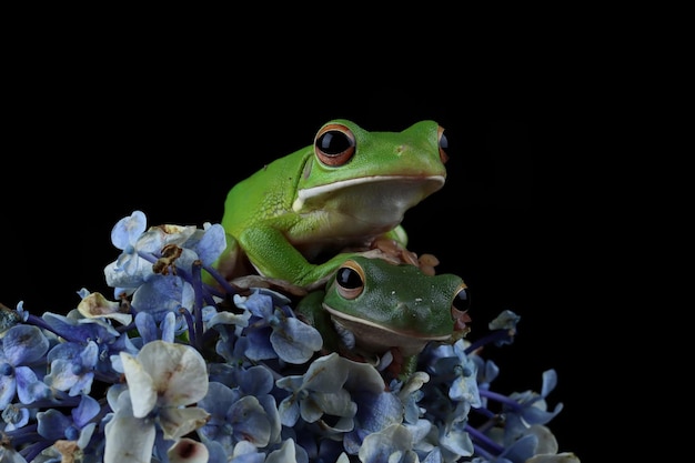 Whitelipped tree frog Litoria infrafrenata on flower