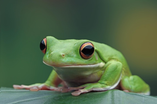 Whitelipped tree frog Litoria infrafrenata on green leaves