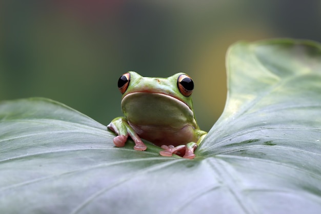 Белогубая древесная лягушка Litoria infrafrenata на зеленых листьях