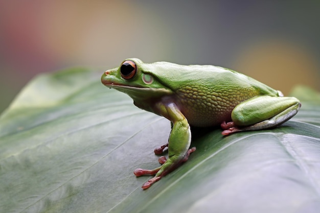 녹색 잎에 Whitelipped 청개구리 Litoria infrafrenata