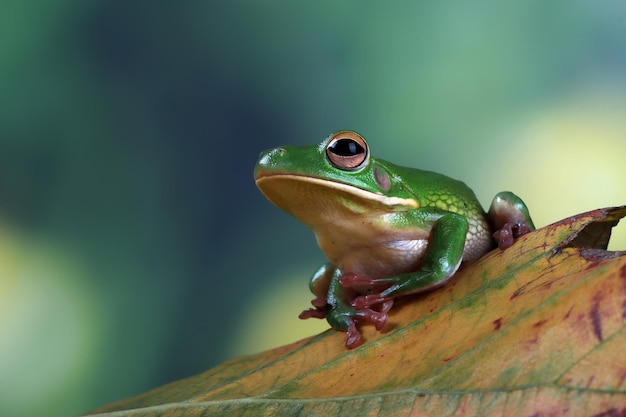 Белогубая древесная лягушка Litoria infrafrenata на зеленых листьях