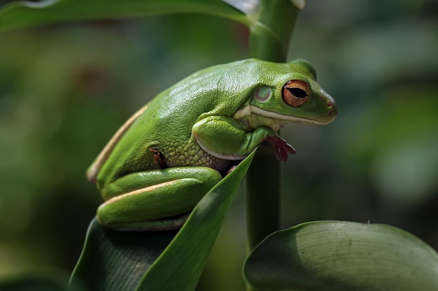 녹색 잎에 Whitelipped 청개구리 Litoria infrafrenata