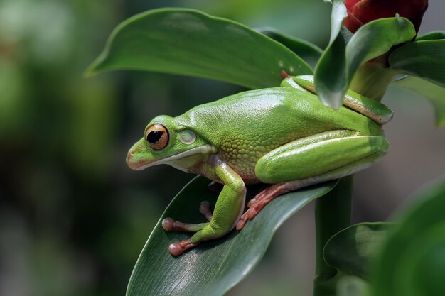 녹색 잎에 Whitelipped 청개구리 Litoria infrafrenata