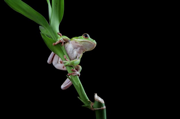 Whitelipped tree frog Litoria infrafrenata on green leaves