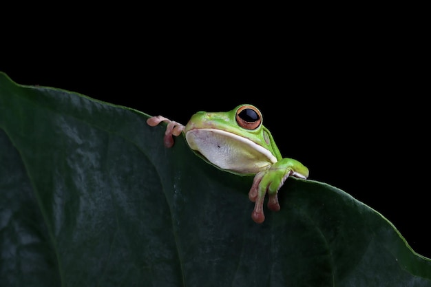 Free photo whitelipped tree frog litoria infrafrenata on green leaves