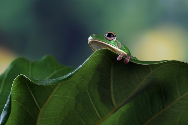 Whitelipped tree frog Litoria infrafrenata hidding on green leaves