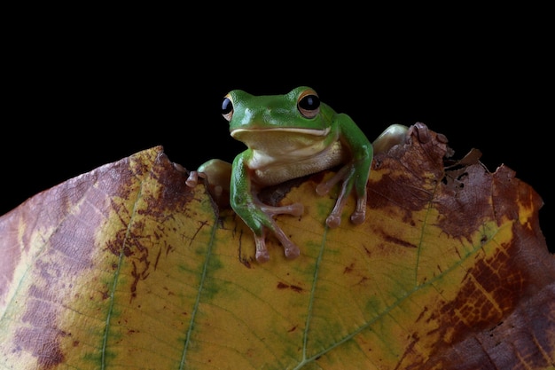 잎에 Whitelipped 청개구리 Litoria infrafrenata