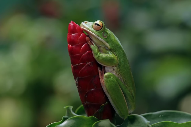 Whitelipped tree frog Litoria infrafrenata on red bud