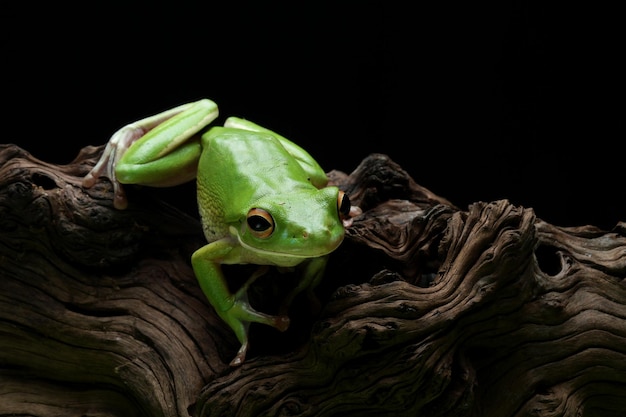 Whitelipped tree frog Litoria infrafrenata on wood